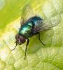 Lucilia silvarum